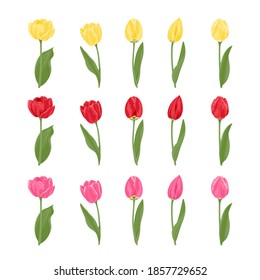 Collection of tulips of different shapes and colors isolated on white background. Yellow, pink and red spring flower. Vector floral illustration in cartoon flat style.