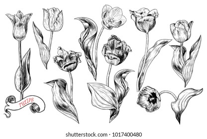 A collection of tulip's sketches. Botany. Vintage flowers. Vector black and white illustration in the style of engraving.