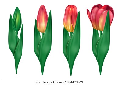 Collection of tulips which open up isolated on white background. Delicate tulips for the holiday of Svyatog Valentina and Mother's Day. Vector illustration