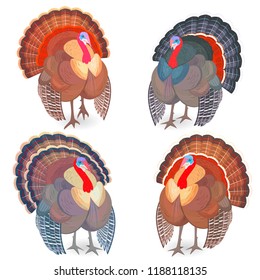 collection of turkey birds for your design