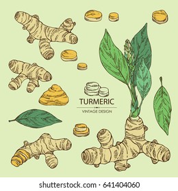 Collection of turmeric: turmeric root, flower and leaves. Hand drawn.