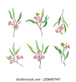 Collection of twigs of eucalyptus tree with flowers and green leaves cartoon vector illustration