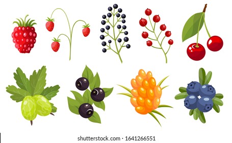 Collection of twigs of wild berries. Forest berry. Sweet fruit.