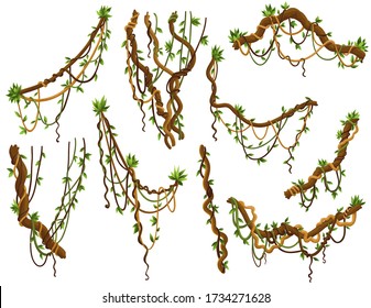 Collection of twisted wild lianas branches. Jungle