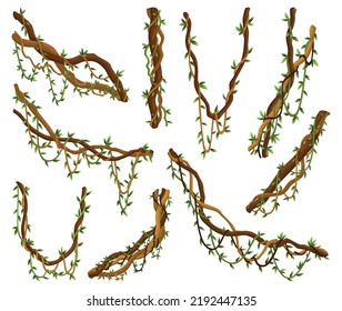 Collection Of Twisted Wild Lianas Branches. Jungle Vine Plants. Rainforest Flora And Exotic Botany. Woody Natural Branches