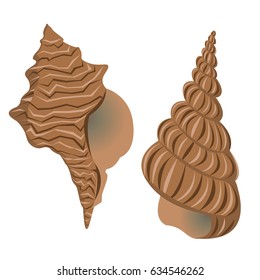 A collection of two brown realistic sea shells. Summer beach vacation. Vector illustration, isolated on white background, can be used in newsletter, brochures, postcards, banner. 