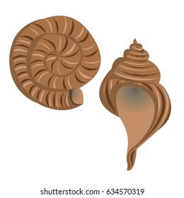 A collection of two brown realistic sea shells. Summer beach vacation. Vector illustration, isolated on white background, can be used in newsletter, brochures, postcards, banner. 