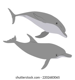 Collection of two Common bottlenose dolphins. Dolphins Tursiops truncatus swim in the water. Realistic vector secondary water mammals