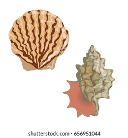 A collection of two realistic sea shells. Summer beach vacation. Vector illustration, isolated on white background, can be used in newsletter, brochures, postcards, banner.