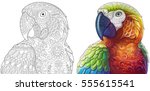 Collection of two stylized macaw (ara) parrots. Monochrome and colored versions. Freehand sketch for adult anti stress coloring book page with doodle and zentangle elements.