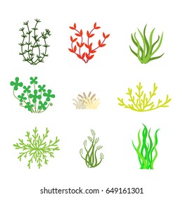 Collection of types of algae and seaweed, vector illustration.