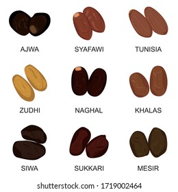 Collection of types of illustrations Arabic dates palm ramadan fruit compilation iftar vector