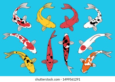 Collection of types of koi fishes on blue background.