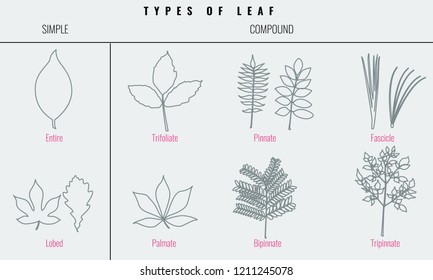 Collection for Types of leaf with trendy line art style. Vector illustration.