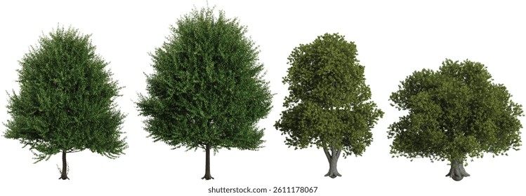 collection of Ulmus laevis,chestnut trees isolated on white background 
