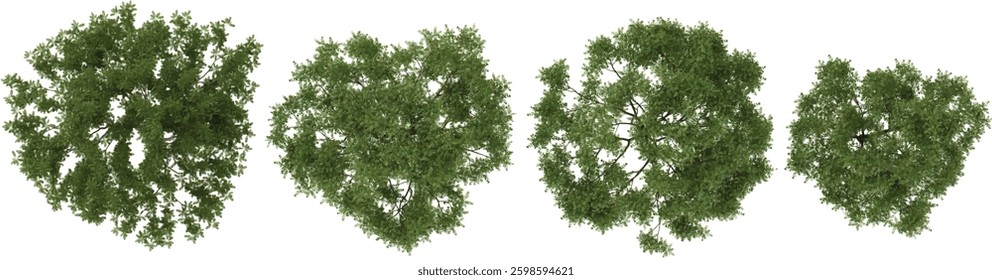 Collection of Ulmus parvifolia trees on transparent background from the top view