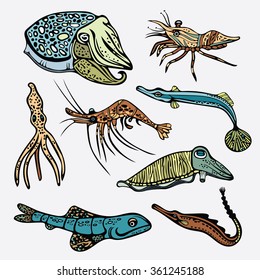 Collection of underwater creatures - octopus, shrimp, squid, cuttlefish, fish. Vector set of sea animals on a white background.