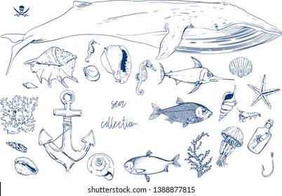 collection of underwater elements and fish