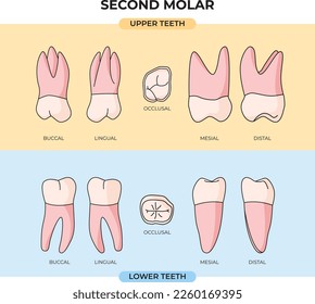 collection of upper and lower Second Molar tooth anatomy in various angles