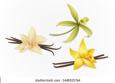 Collection Of Vanilla Flowers, Vector.