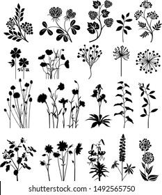 Collection of variable plants and flowers
