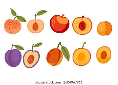 Colección de variedad de frutas de hueso en rodajas, melocotones, ciruelas y albaricoques. Recetas saludables de verano perfectas y contenido de estilo de vida saludable. Ilustración vectorial aislada sobre fondo blanco