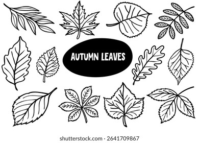A collection of various autumn leaves in different shapes and sizes. The leaves are outlined in black against a white background, showcasing their unique features.