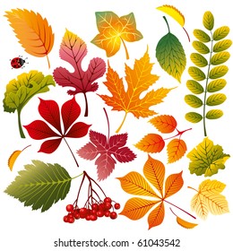 collection of various autumn leaves, wonderful elements to your design