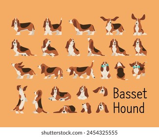 Una colección de varias acciones y poses de Basset Hound. Ilustración vectorial plana.	