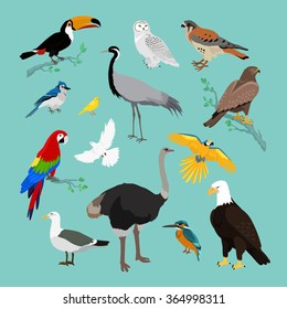 Collection of various birds flat design. Birds flying, owl and animals, bird vector, eagle wild, wildlife character, fauna and flying, toucan and zoology illustration