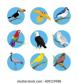 Collection of various birds flat design. Birds flying, owl and animals, bird vector, eagle wild, wildlife character, fauna and flying, toucan and zoology illustration