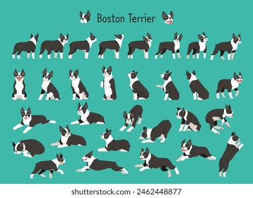 Una colección de varias acciones y poses del Boston Terrier. Ilustración vectorial plana.	