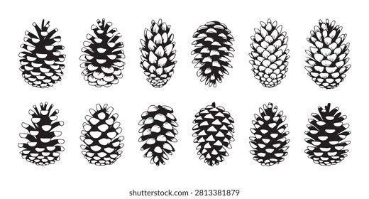 Collection of various conifer pine cones. Hand drawn engraving forest nature elements. Vector wood seeds set design.