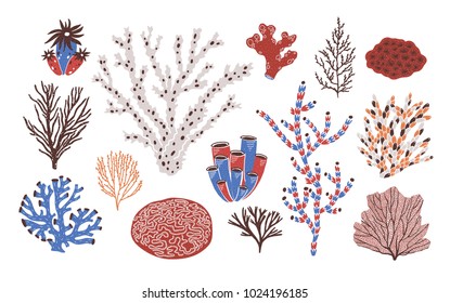 Collection of various corals and seaweed or algae isolated on white background. Beautiful underwater species, deep sea creatures, aquatic or ocean flora and fauna. Flat colorful vector illustration.