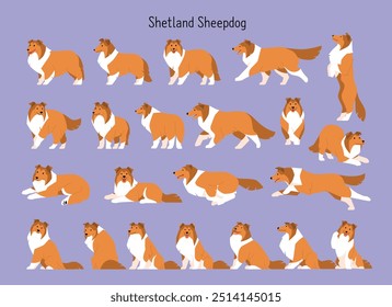 A collection of various cute Shetland Sheepdog behaviors. flat vector illustration.