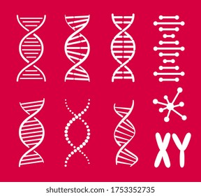 Collection of various design DNA spiral shapes and XY chromosome abbreviation in vector set with white elements on red background