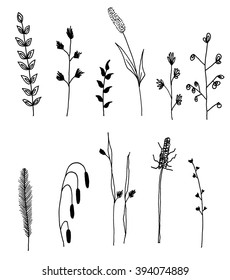 Collection of various different hand drawn illustrations of grass plants for use in designs
