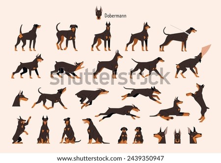 A collection of various Doberman actions and poses. flat vector illustration.