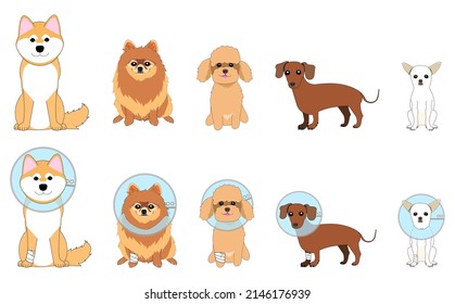 A collection of various dogs with Elizabethan collar