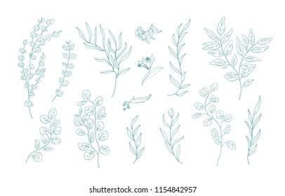 Collection various eucalyptus branches and leaves hand drawn and green contour lines white background  Bundle botanical design elements  Monochrome realistic floral vector illustration
