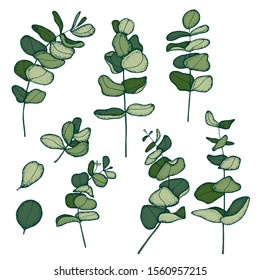 Collection of various eucalyptus branches with leaves hand drawn  on white background. Bundle of botanical design elements. Monochrome realistic floral vector illustration
