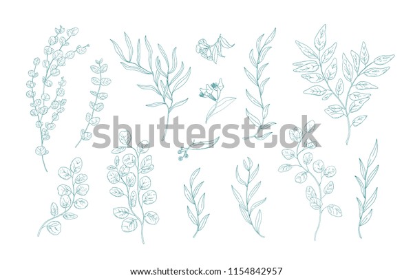 白い背景に緑の輪郭線で手描きの葉を持つユーカリの各種の枝のコレクション 植物デザインエレメントのバンドル モノクロのリアルな花柄のベクターイラスト のベクター画像素材 ロイヤリティフリー