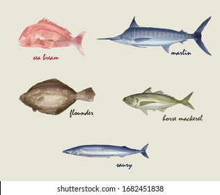 collection of various fish vector illustration