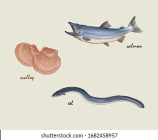 collection of various fish vector illustration