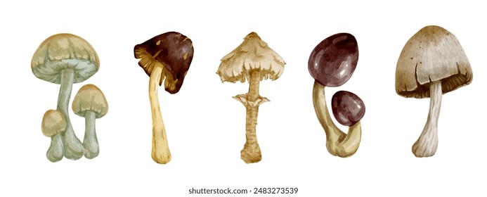 Collection of various forest toadstool mushrooms. Vector graphics.