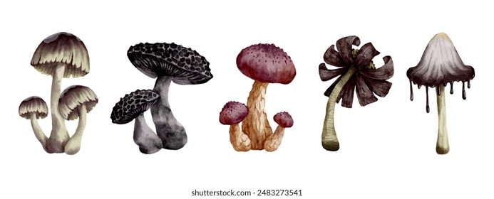 Collection of various forest toadstool mushrooms. Vector graphics.