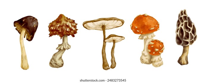 Collection of various forest toadstool mushrooms. Vector graphics.