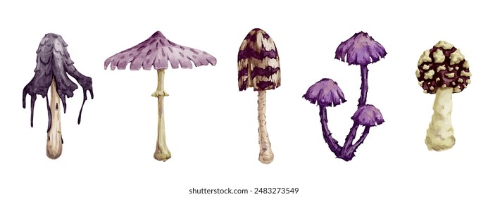 Collection of various forest toadstool mushrooms. Vector graphics.