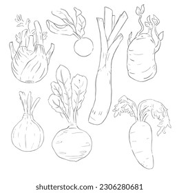 Collection of various fresh vegetables using hand drawn or sketch style