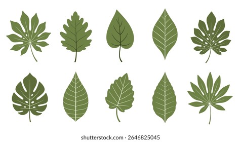 Coleção de várias formas de folhas verdes e texturas que representam a natureza e a botânica